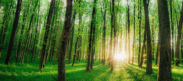 A spring forest trees nature green wood sunlight backgrounds