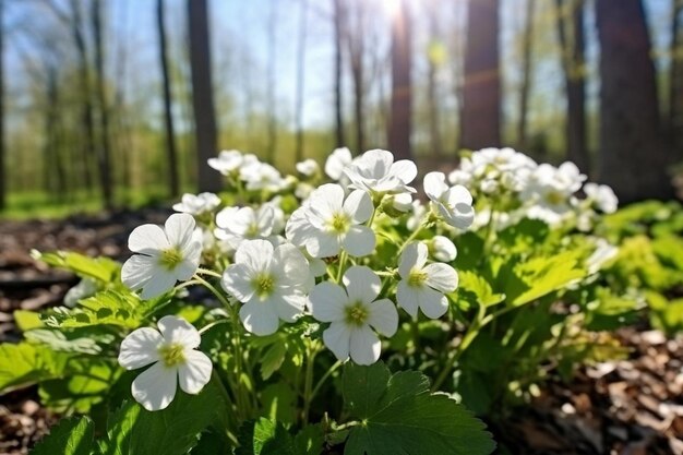 Spring forest white flowers primroses on a beautiful blue background macro