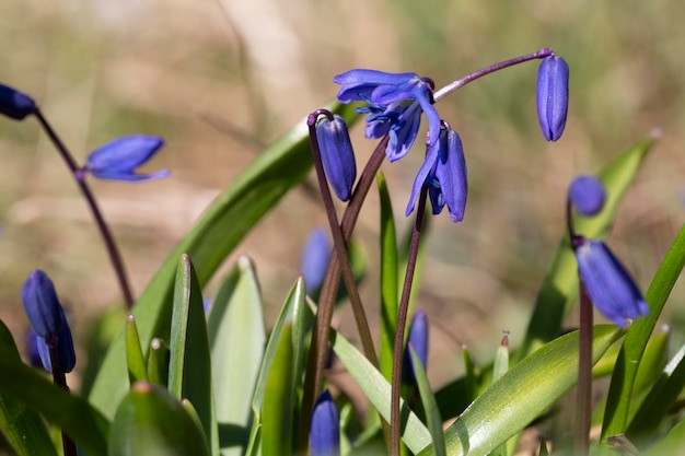 In the spring in the forest in the wild blooms snowdrop bifoliate Scilla bifolia