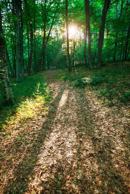 Spring forest