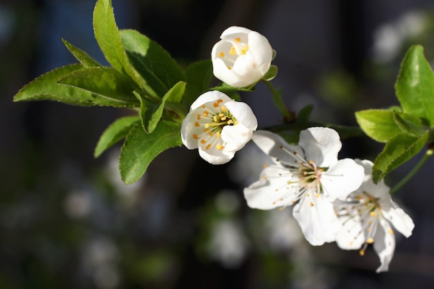 Spring fresh, fragrant flower.Delicate blossom of beautiful cherry tree.