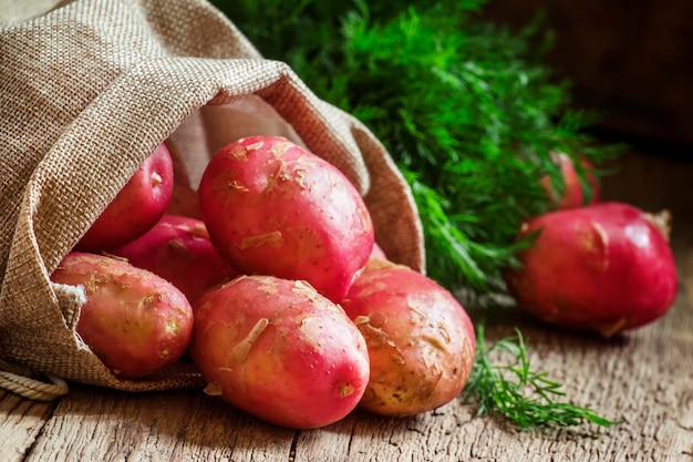 Spring fresh potato crop in a canvas bag rustic style selective focus