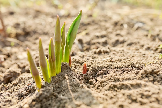 Spring garden backyard small sprouting tulips closeup