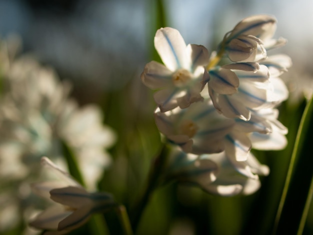 Spring garden in bloom with bridght flowers.