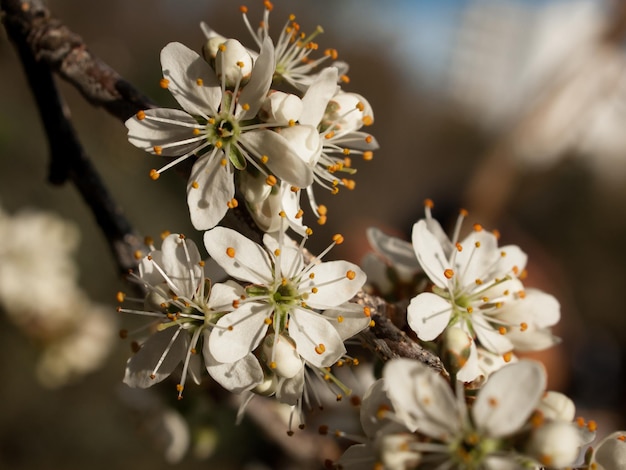 Spring garden in bloom with bridght flowers.