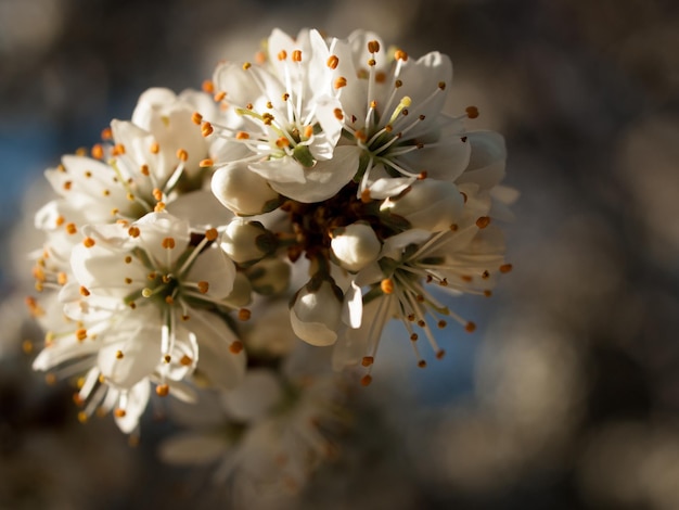 Spring garden in bloom with bridght flowers.