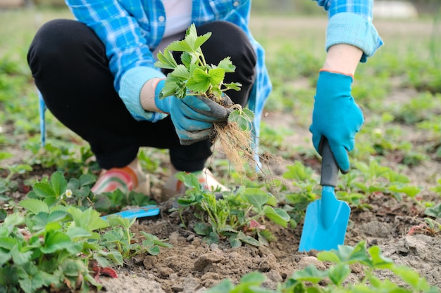 Spring garden, hands of woman in gloves with garden tools plant strawberry