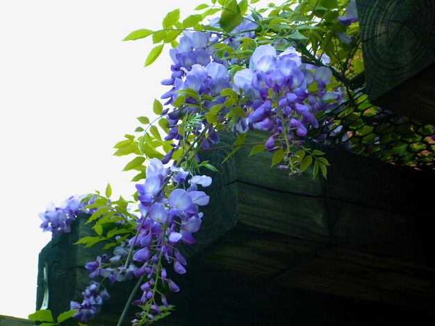 Spring garden trellis wisteria flowers blossom