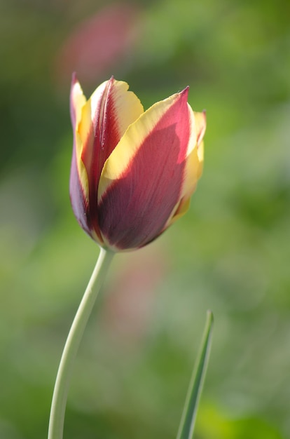 Spring garden with striped tulip Gavota Beautiful spring nature Beautiful flower growing