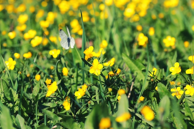 Spring grass and flower in a field