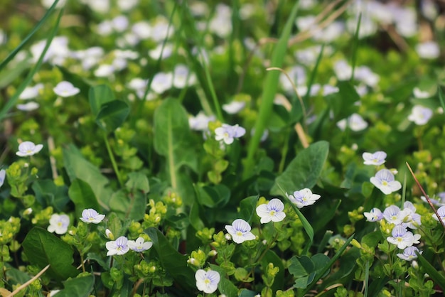 Spring grass and flower in a field