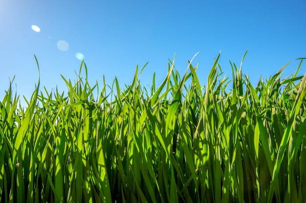 Spring grass in sun light and defocused sky on background