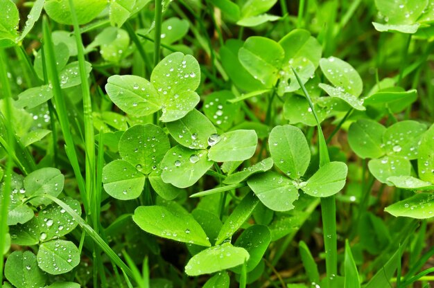 Spring green clover shamrock leaves with water drops