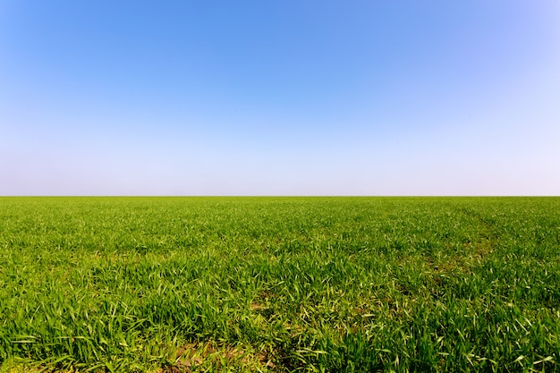 Spring green field