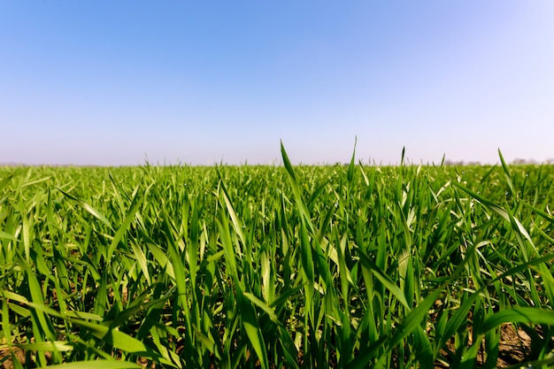 Spring green field