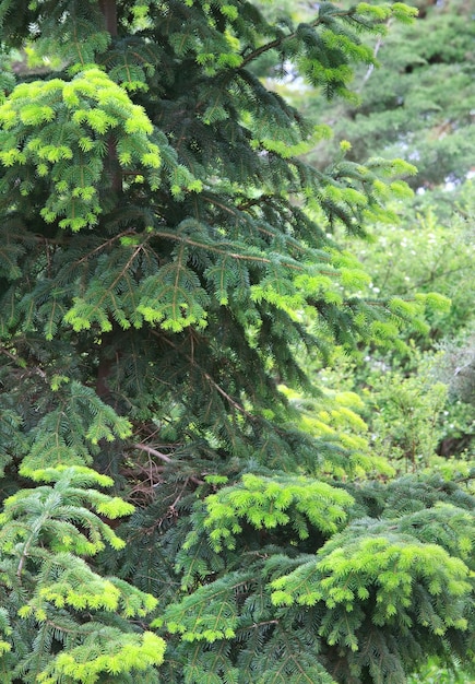 Spring green fir tree (nature surface)