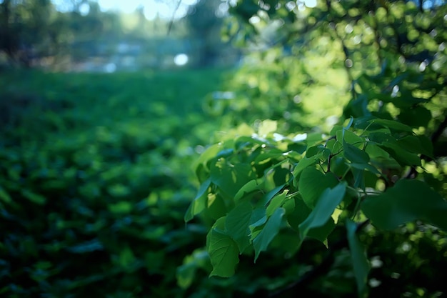 spring green forest landscape, abstract view in forest thicket