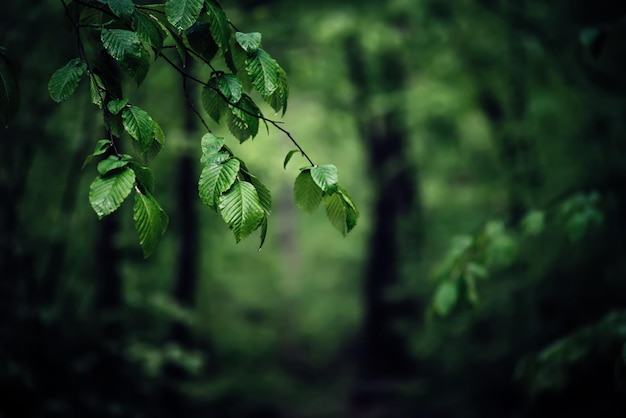 Spring green forest