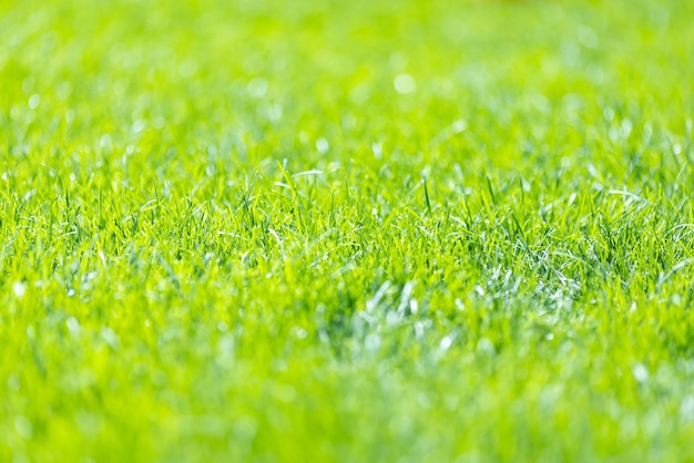 Spring green grass background. Shallow depth of field