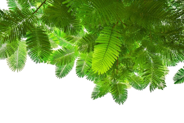 Spring Green Leaves on top of frame for backdrop