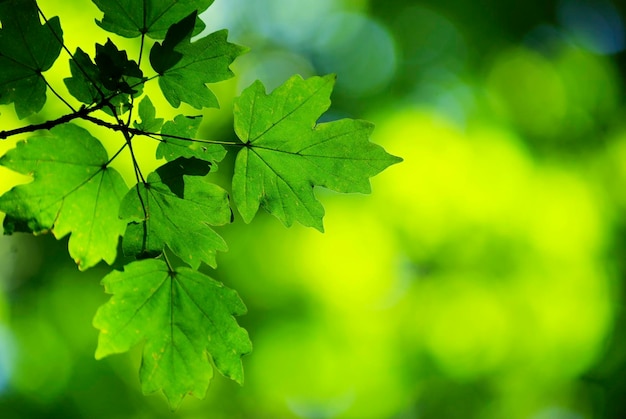 Spring green leaves