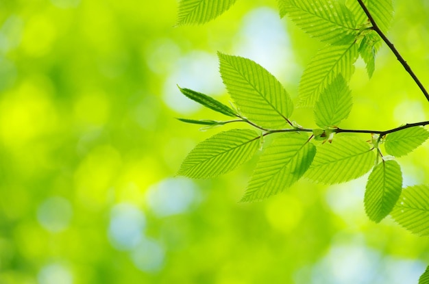 Spring green leaves