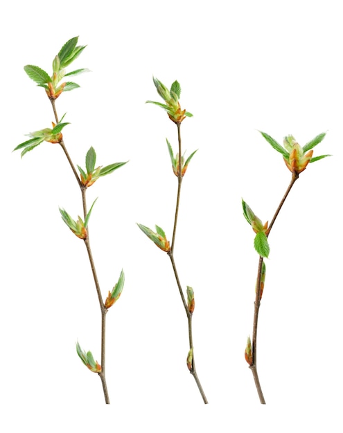 Spring green tree branch isolated on white background with clipping path