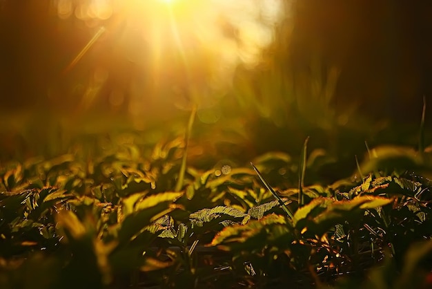 spring greens background, abstract blurred nature beautiful pictures, green shoots