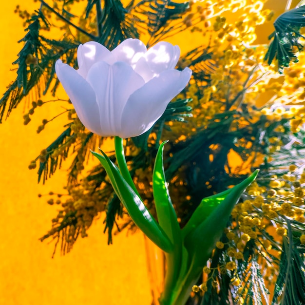 Spring greeting card with flowers white tulips and mimosa on a orange or yellow background The concept of sunny spring tenderness femininity