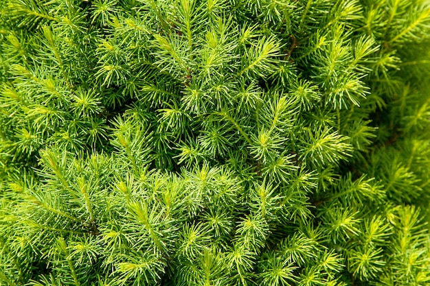 Spring growth of young Canadian spruce, Natural coniferous texture background. Blur selective focus.