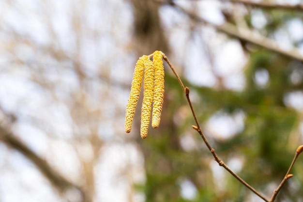 Spring hazel earrings