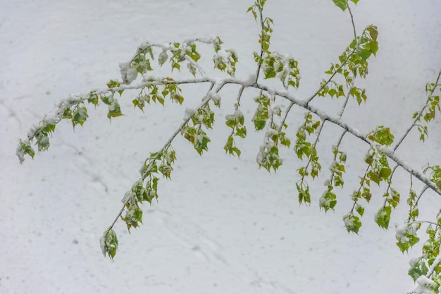 In the spring a heavy snow storm hit the city