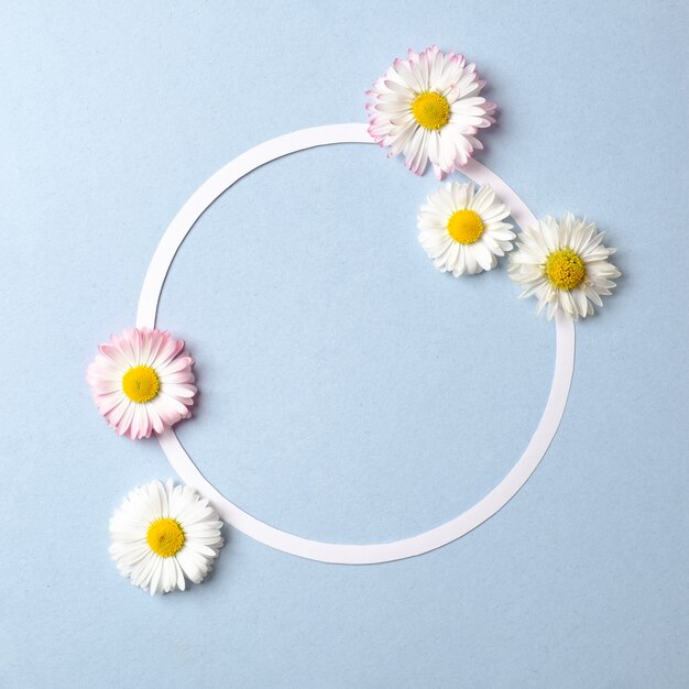 Spring holiday concept. Creative layout made of daisy flowers and blank circle-shaped paper card outline on pastel blue background. 