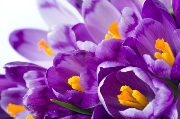 Spring holiday crocus flowers background ( macro)