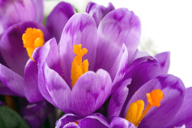 Spring holiday crocus flowers surface ( )