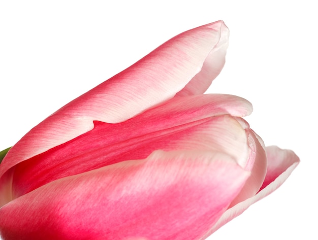 Spring holiday pink-white tulip flower isolated on white background