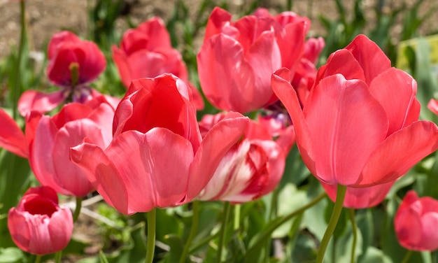 Spring holiday red tulip flowers on flower-bed