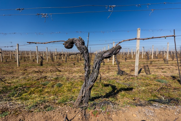 Spring huge vineyard vine with a fresh fluffy young grape leaves