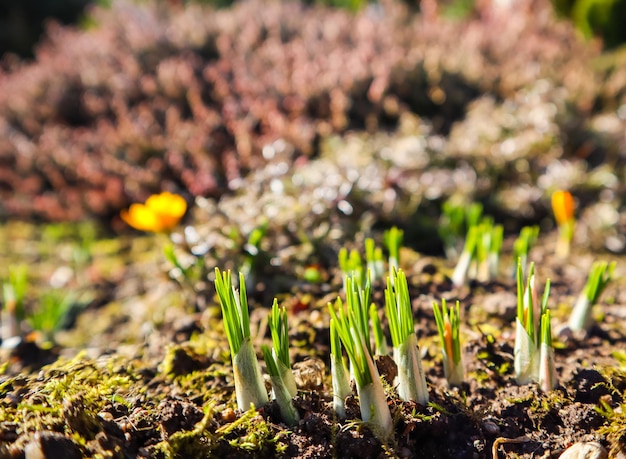 Spring is coming The first yellow crocuses in my garden on a sunny day