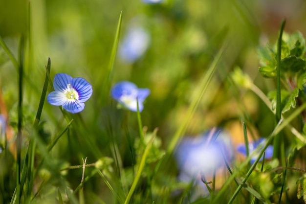 Spring is one of the most beautiful times what our nature has to offer. Many flowers in different colours start to bloom during this time and fill nature with thousands of colours. No matter if Rockcr