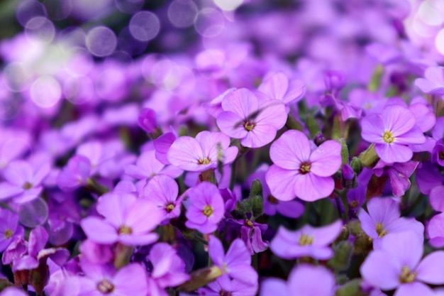 Spring is a time for blooming and admiring pastel phlox flowers closeup bokeh space for text