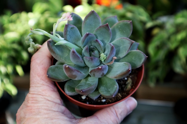 Spring is the time for transplanting indoor plants a hand holds a flower in a pot closeup