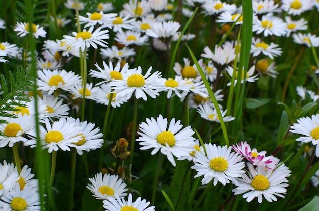 Spring is time when blooming chamomile