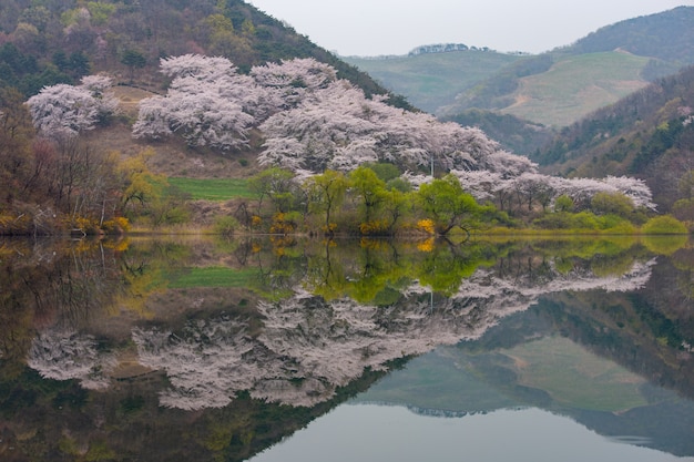 Spring in Korea, the scenery reflected in the lake