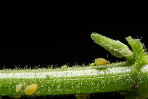 spring ladybug greenfly aphids nature background