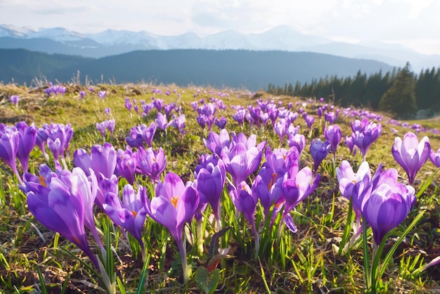 Spring landscape. Mountain flowers. Blooming violet crocuses on meadow. Carpathians, Ukraine, Europe