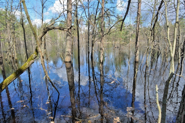 Spring landscape River in the national Park