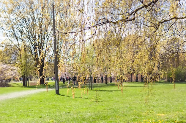 Spring landscape Trees in a park