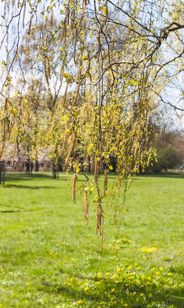 Spring landscape Trees in a park