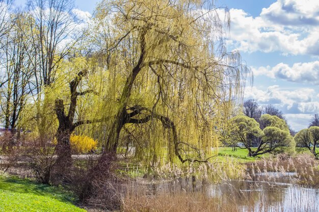 Spring landscape Trees in a park